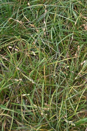 Panicum miliaceum subsp. ruderale \ Unkraut-Rispen-Hirse / Blackseeded Proso Millet, Broomcorn Millet, D Reilingen 6.10.2011