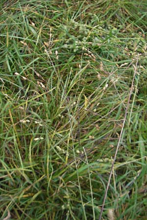 Panicum miliaceum subsp. ruderale \ Unkraut-Rispen-Hirse / Blackseeded Proso Millet, Broomcorn Millet, D Reilingen 6.10.2011