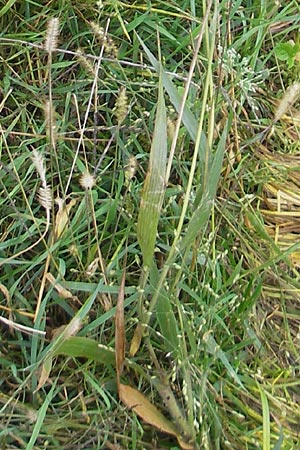 Panicum miliaceum subsp. ruderale \ Unkraut-Rispen-Hirse / Blackseeded Proso Millet, Broomcorn Millet, D Reilingen 6.10.2011