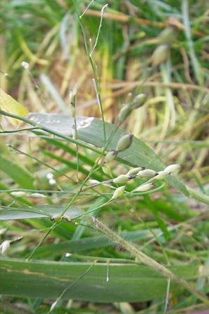 Panicum miliaceum subsp. ruderale \ Unkraut-Rispen-Hirse / Blackseeded Proso Millet, Broomcorn Millet, D Reilingen 6.10.2011