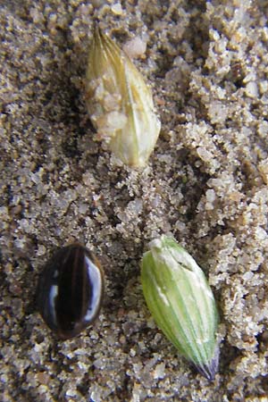 Panicum miliaceum subsp. ruderale \ Unkraut-Rispen-Hirse / Blackseeded Proso Millet, Broomcorn Millet, D Reilingen 6.10.2011