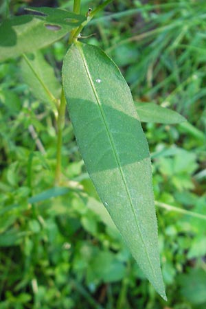 Persicaria mitis \ Milder Knterich / Water-Pepper, D Odenwald, Ursenbach 16.10.2011