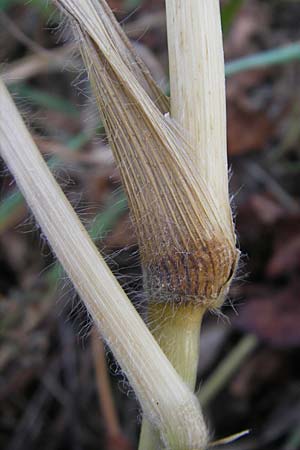 Panicum miliaceum subsp. miliaceum \ Echte Rispen-Hirse, D Mannheim 17.10.2011