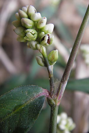 Persicaria maculosa \ Floh-Knterich / Redshank, D Wiesloch 11.9.2012