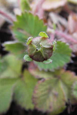 Potentilla micrantha \ Kleinbltiges Fingerkraut / Pink Barren Strawberry, D Schlossböckelheim 29.4.2013