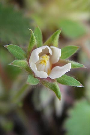 Potentilla micrantha \ Kleinbltiges Fingerkraut / Pink Barren Strawberry, D Schlossböckelheim 29.4.2013