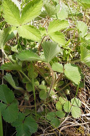 Potentilla micrantha \ Kleinbltiges Fingerkraut / Pink Barren Strawberry, D Schlossböckelheim 29.4.2013