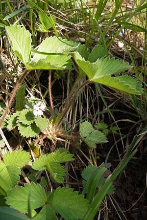 Potentilla micrantha \ Kleinbltiges Fingerkraut / Pink Barren Strawberry, D Schlossböckelheim 29.4.2013