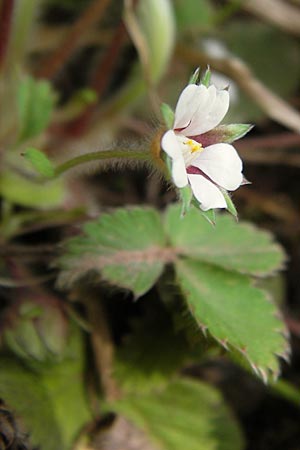 Potentilla micrantha \ Kleinbltiges Fingerkraut / Pink Barren Strawberry, D Schlossböckelheim 29.4.2013