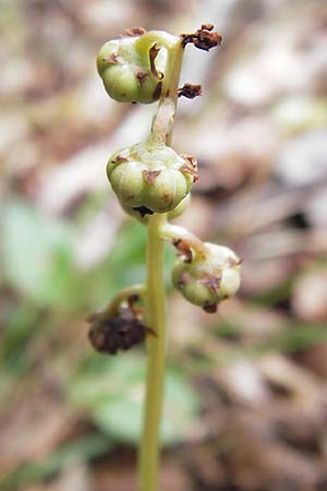 Pyrola minor \ Kleines Wintergrn, D Odenwald, Erbach 24.8.2013