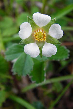 Potentilla micrantha \ Kleinbltiges Fingerkraut / Pink Barren Strawberry, D Insel/island Reichenau, Oberzell 1.4.2014