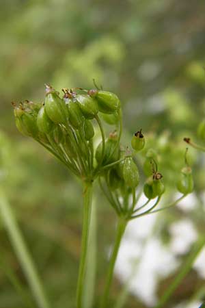 Pimpinella major \ Groe Bibernelle, D Irndorfer Hardt 8.7.2014