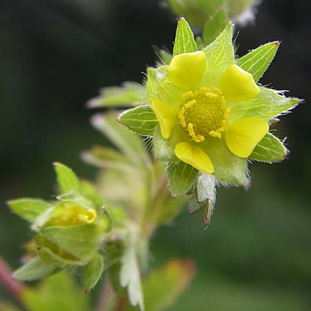 Potentilla intermedia \ Mittleres Fingerkraut, D Rheinstetten-Silberstreifen 24.7.2008