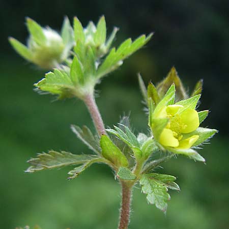 Potentilla intermedia / Downy Cinquefoil, Russian Cinquefoil, D Rheinstetten-Silberstreifen 24.7.2008