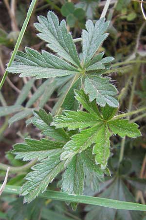 Potentilla annweiler \ Annweiler-Hgel-Fingerkraut / Annweiler Cinquefoil, D Queichhambach 4.5.2011