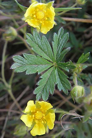 Potentilla annweiler \ Annweiler-Hgel-Fingerkraut / Annweiler Cinquefoil, D Queichhambach 4.5.2011