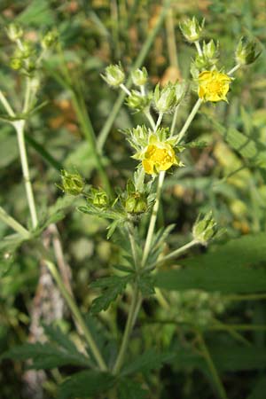 Potentilla intermedia \ Mittleres Fingerkraut / Downy Cinquefoil, Russian Cinquefoil, D Viernheim 27.5.2011