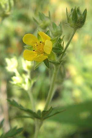 Potentilla intermedia \ Mittleres Fingerkraut / Downy Cinquefoil, Russian Cinquefoil, D Viernheim 27.5.2011