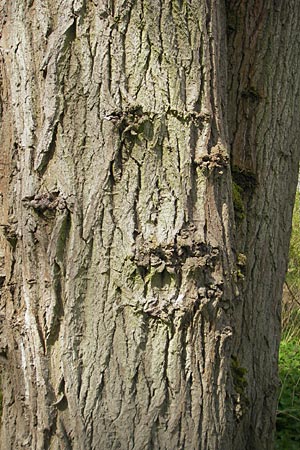 Populus x canadensis / Black Poplar, D Mainz 21.4.2012