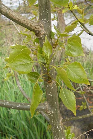 Populus x canadensis \ Kanadische Pappel, Bastard-Schwarzpappel, D Mainz 21.4.2012