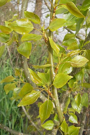 Populus x canadensis \ Kanadische Pappel, Bastard-Schwarzpappel / Black Poplar, D Mainz 21.4.2012