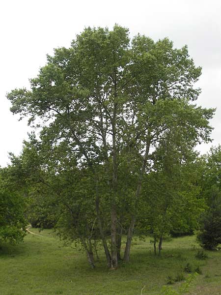 Populus nigra \ Schwarz-Pappel / Black Poplar, D Mainz 31.5.2012