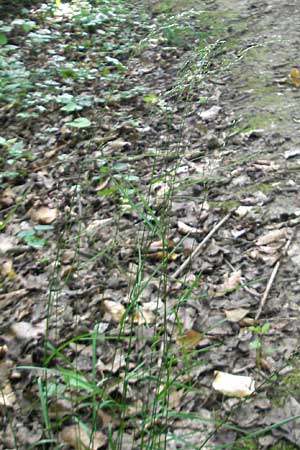 Poa nemoralis \ Hain-Rispengras / Wood Meadow Grass, D Bruchsal 23.6.2012