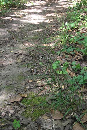 Poa nemoralis \ Hain-Rispengras / Wood Meadow Grass, D Bruchsal 23.6.2012