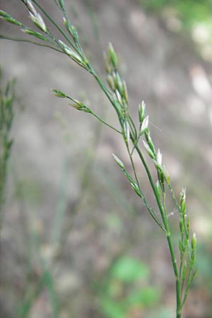 Poa nemoralis \ Hain-Rispengras / Wood Meadow Grass, D Bruchsal 23.6.2012