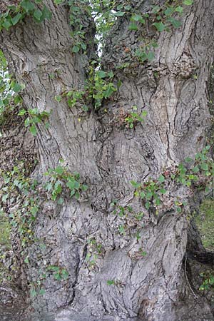 Populus nigra \ Schwarz-Pappel / Black Poplar, D Mainz 30.6.2012