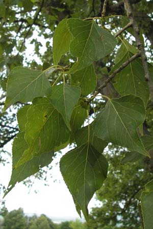 Populus nigra \ Schwarz-Pappel / Black Poplar, D Mainz 30.6.2012