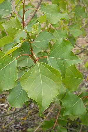 Populus nigra \ Schwarz-Pappel / Black Poplar, D Mainz 30.6.2012