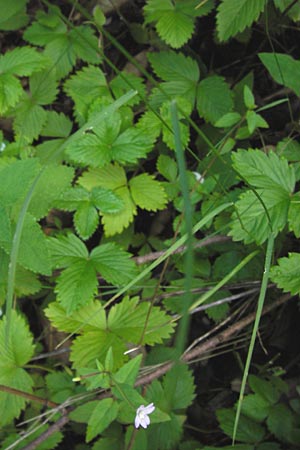 Poa nemoralis \ Hain-Rispengras, D Schwarzwald, Reichental 7.7.2012