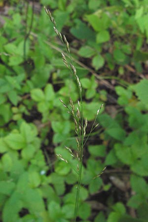 Poa nemoralis \ Hain-Rispengras / Wood Meadow Grass, D Schwarzwald/Black-Forest, Reichental 7.7.2012