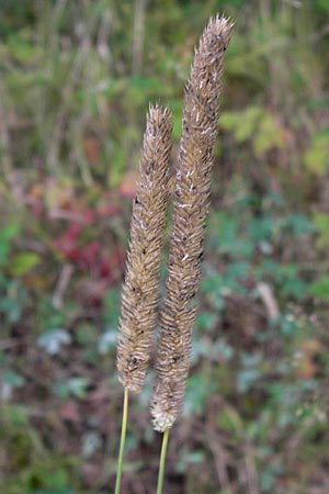 Phleum nodosum \ Knolliges Lieschgras, Bertolonis Wiesen-Lieschgras, D Groß-Gerau 28.9.2012