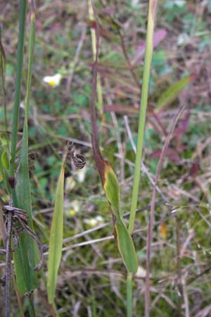 Phleum nodosum \ Knolliges Lieschgras, Bertolonis Wiesen-Lieschgras / Smaller Cat's-Tail, D Groß-Gerau 28.9.2012