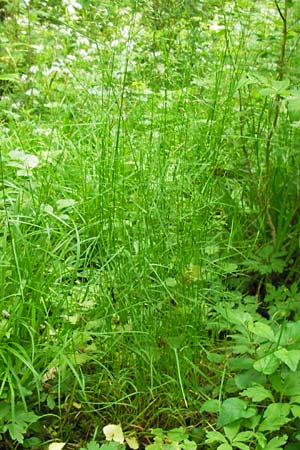 Poa nemoralis \ Hain-Rispengras / Wood Meadow Grass, D Bensheim-Langwaden 14.5.2013