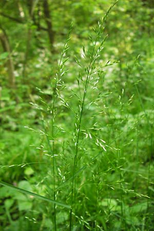 Poa nemoralis \ Hain-Rispengras / Wood Meadow Grass, D Bensheim-Langwaden 14.5.2013