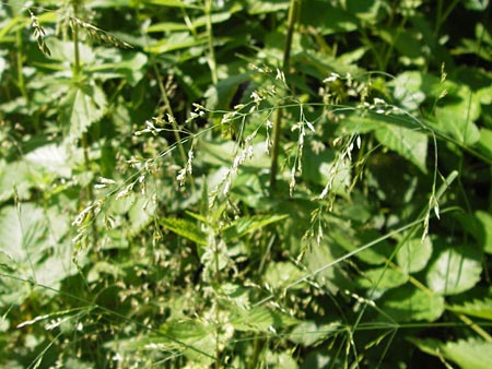 Poa nemoralis \ Hain-Rispengras / Wood Meadow Grass, D Lobbach-Waldwimmersbach 19.6.2013