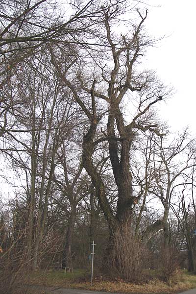 Populus nigra \ Schwarz-Pappel / Black Poplar, D Ludwigshafen 16.2.2014