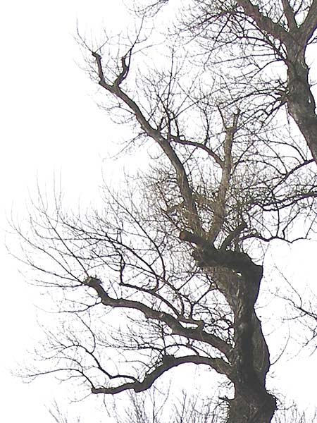 Populus nigra \ Schwarz-Pappel / Black Poplar, D Ludwigshafen 16.2.2014