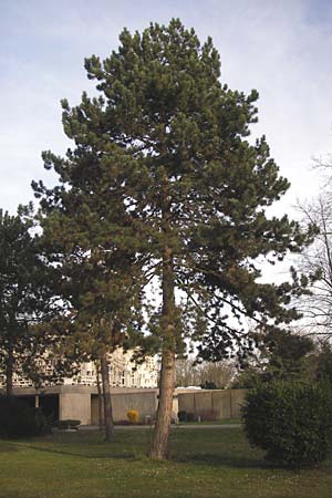 Pinus nigra \ Schwarz-Kiefer / Black Pine, Austrian Pine, D Mannheim 19.3.2014