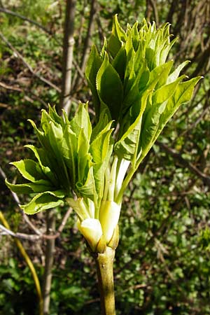 Staphylea pinnata \ Pimpernuss, D Obernzell an der Donau 30.3.2014