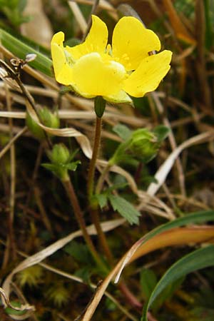 Potentilla verna \ Frhlings-Fingerkraut / Spring Cinquefoil, D Ketsch 3.4.2014