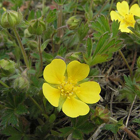 Potentilla verna \ Frhlings-Fingerkraut / Spring Cinquefoil, D Bensheim 22.4.2006