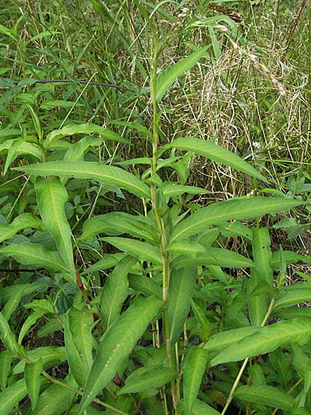 Persicaria mitis \ Milder Knterich / Water-Pepper, D Weinheim an der Bergstraße 10.7.2006