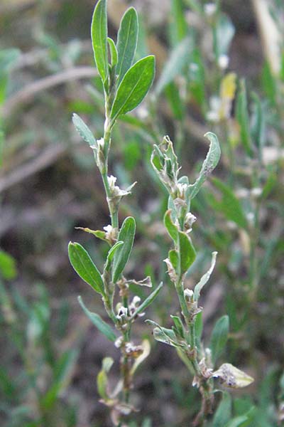 Polygonum aviculare \ Echter Vogel-Knterich, D Mannheim 20.7.2006