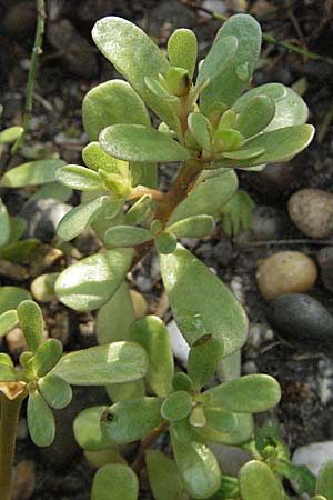 Portulaca oleracea agg. \ Wilder Portulak / Common Purslane, D Mannheim 5.8.2006