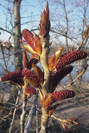 Populus alba \ Silber-Pappel, D Mannheim 12.3.2007