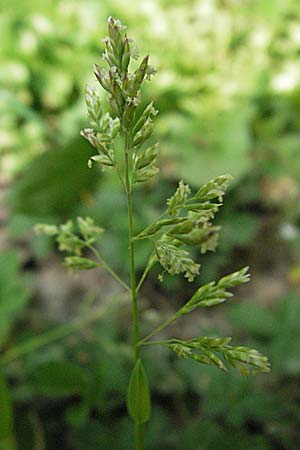 Poa annua \ Einjhriges Rispengras / Annual Blue Grass, D Weinheim an der Bergstraße 24.4.2007